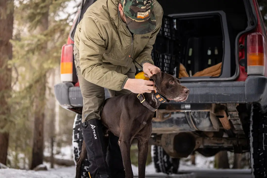 How Do You Keep a Hunting Dog Calm During Road Trips? Travel Problems Solved