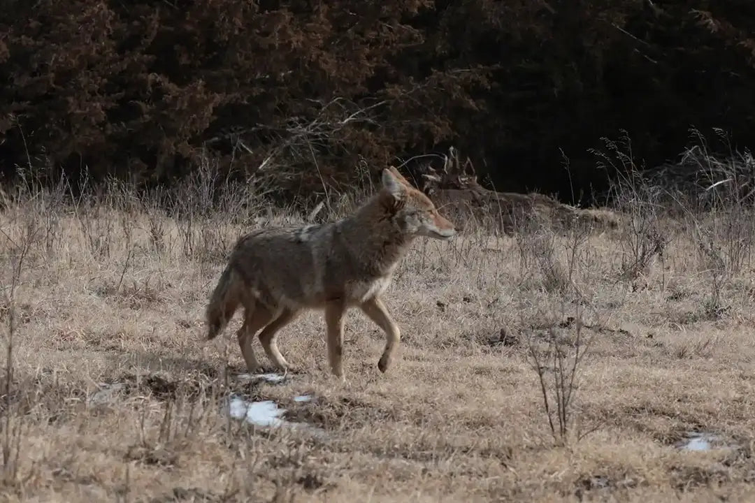 Why Can't I Call in Coyotes? Common Mistakes That Ruin Predator Stands