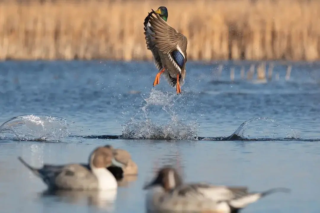 Why Do Ducks Flare at the Last Second? 9 Reasons Birds Refuse to Commit