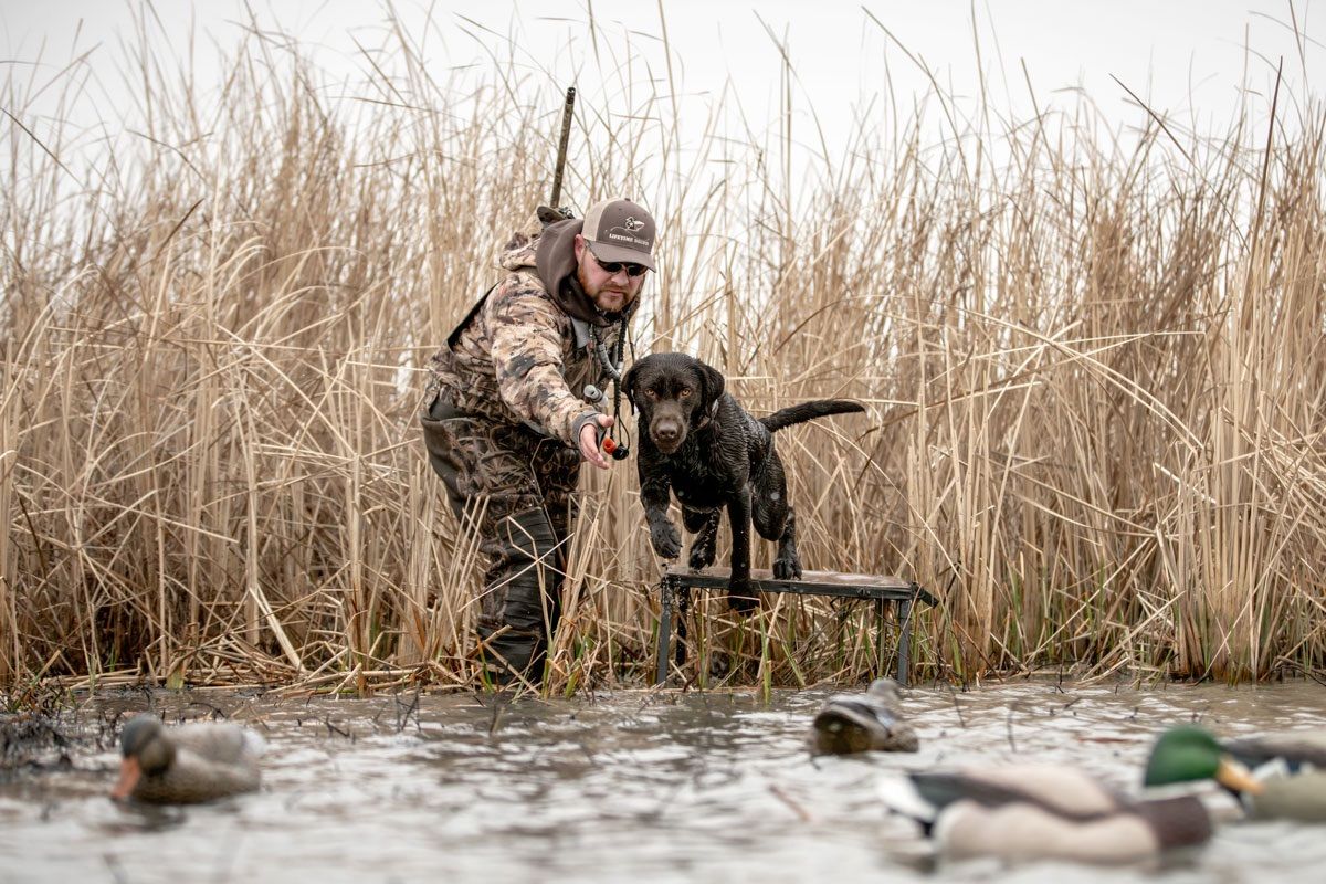 Waterfowl Photography