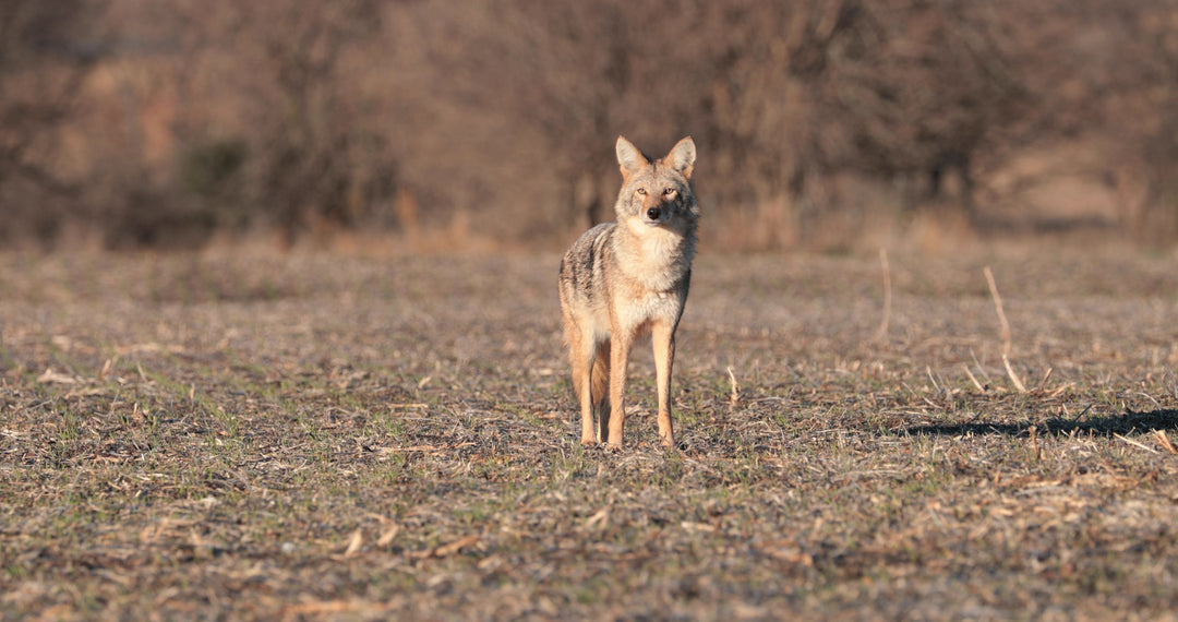 Predator Scent Control