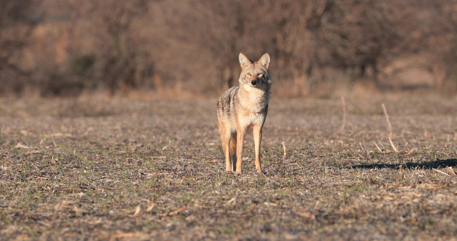 Predator Scent Control