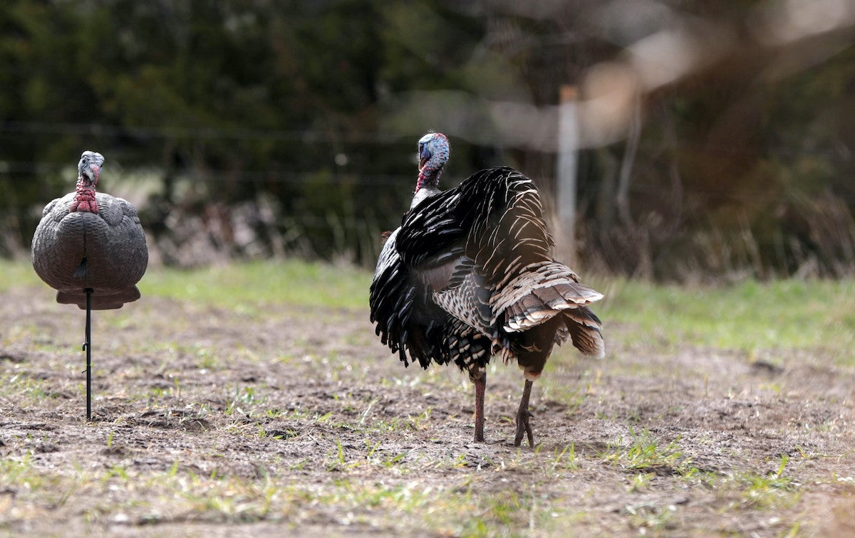Phase One - Stages of Decoys in the Spring Season