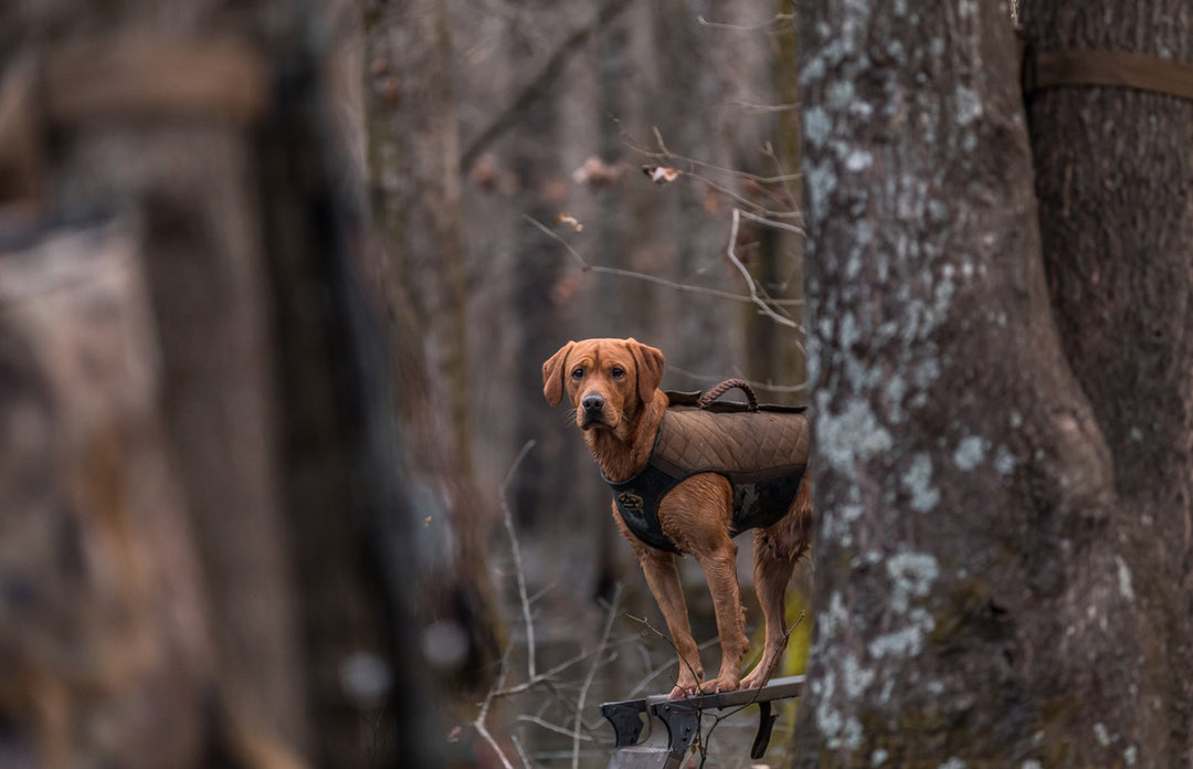 The Duck Dog Gear Guide: Equipment for Performance and Safety