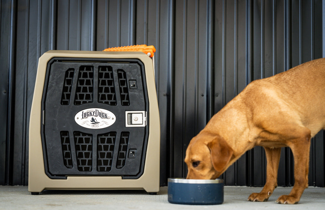 Top Hunting Dog Breeds for Duck Hunters