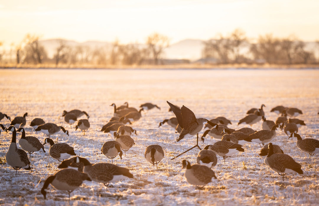 Hunting Ducks on Land, Fresh Water, and Sea: The Many Ways We Chase Them