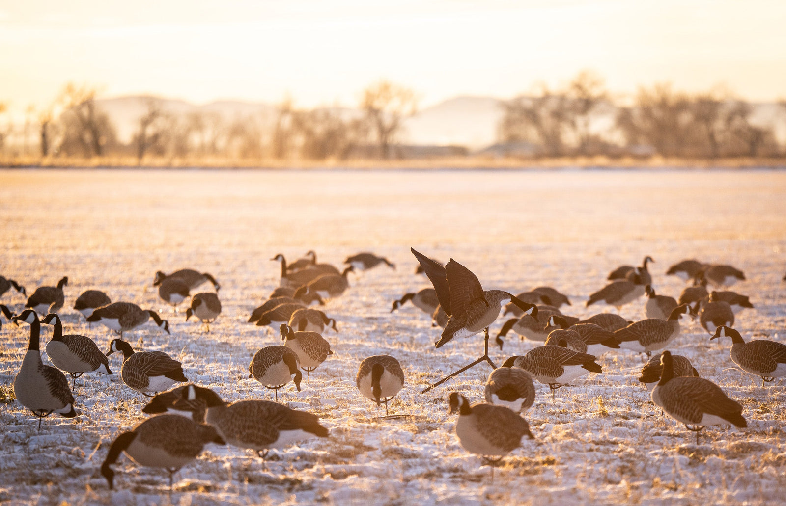 Hunting Ducks on Land, Fresh Water, and Sea: The Many Ways We Chase Them