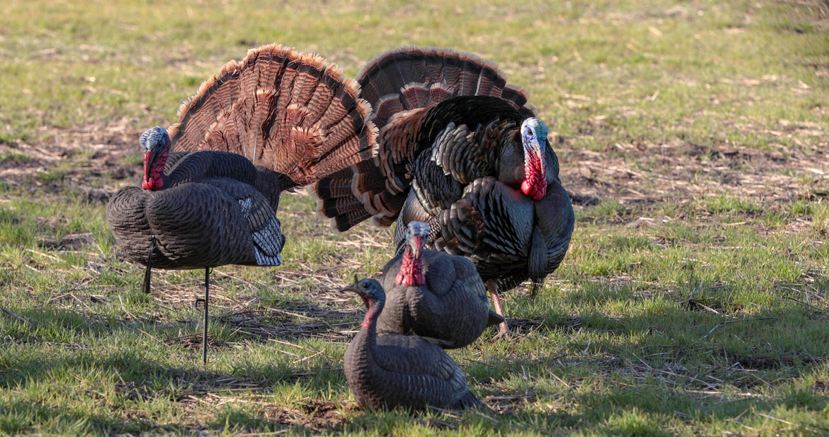 Phase Two - Stages of Decoys in the Spring Season