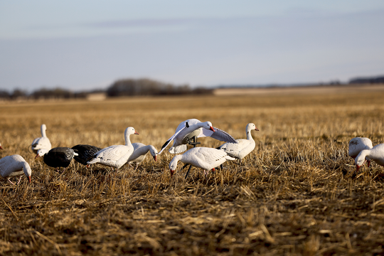 Super Flapper HDi 2.0 - Snow Goose