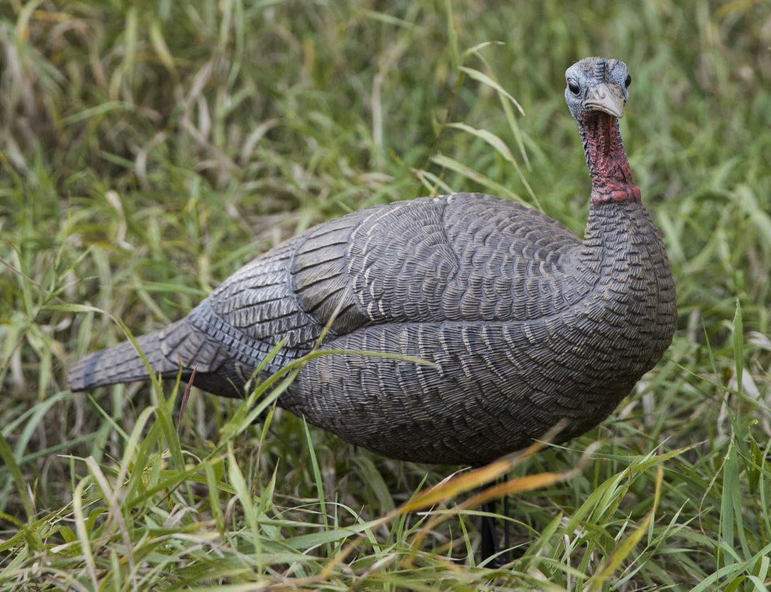 Lucky HD Collapsible Hen