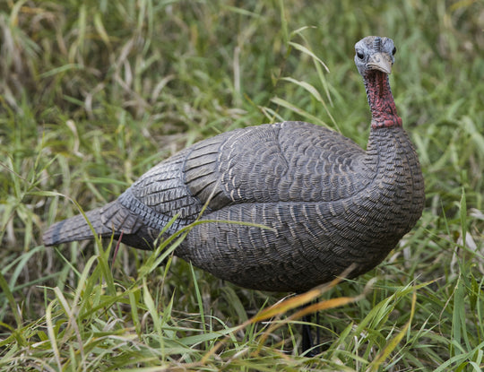 Lucky HD Collapsible Hen