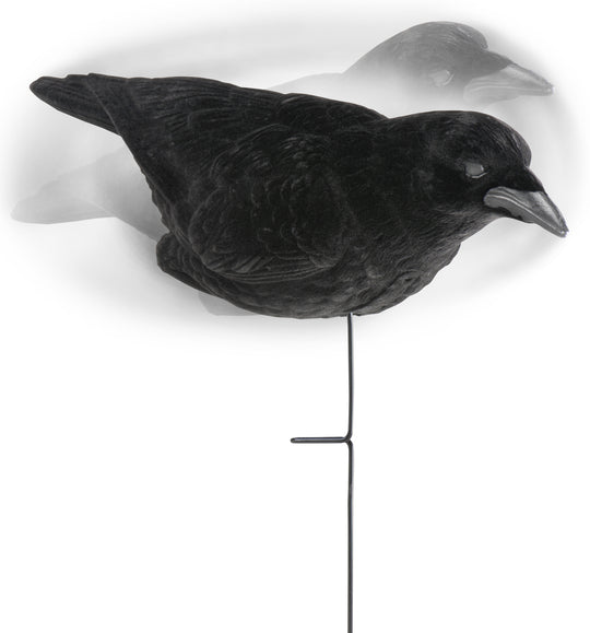 3 Pack of Crow