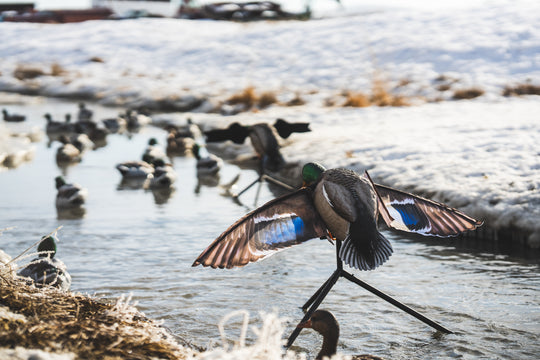 Super Flapper HDi 2.0 - Drake Mallard