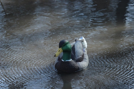 Quiver Duck HD