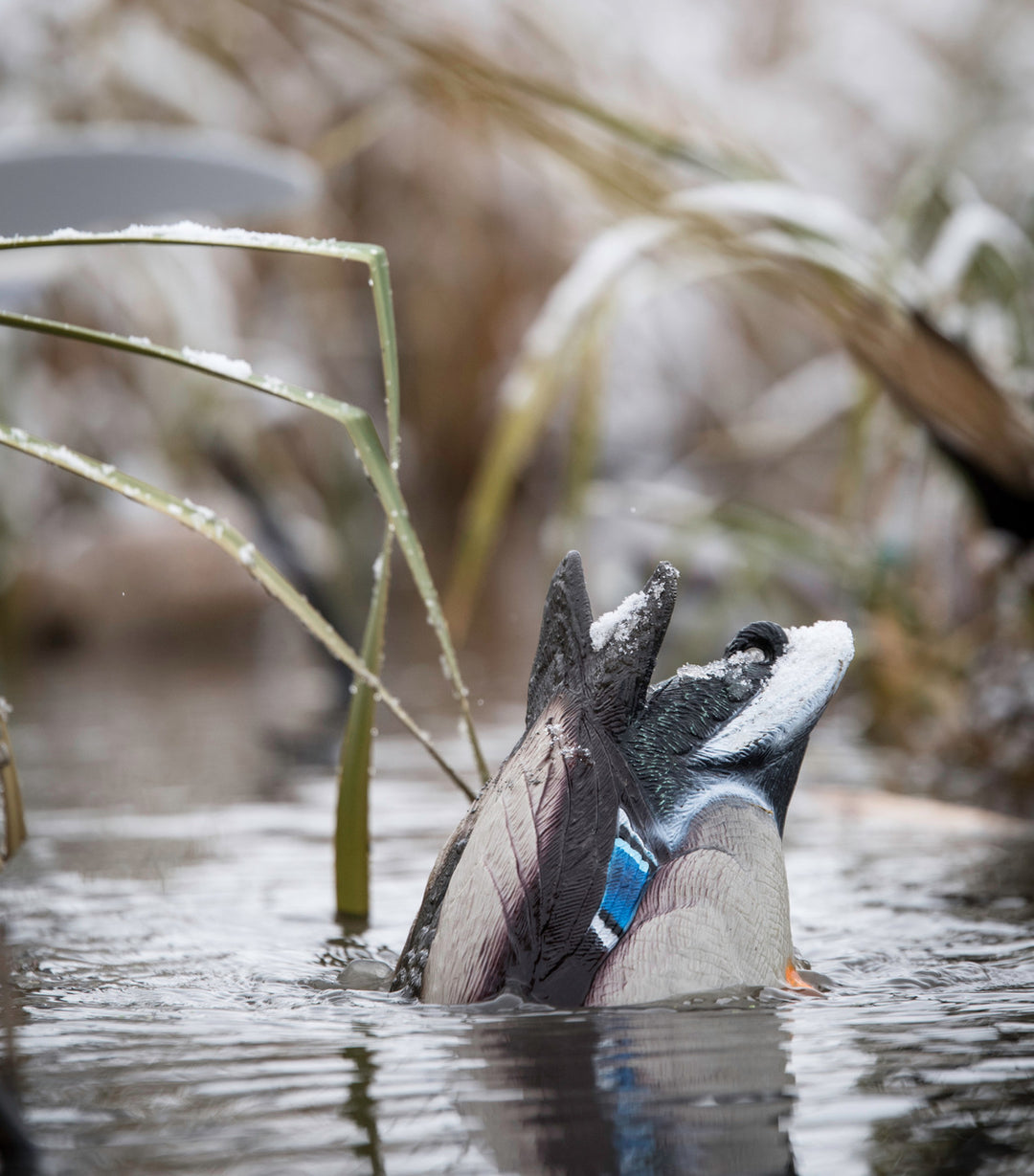 Quiver Duck Butt HD