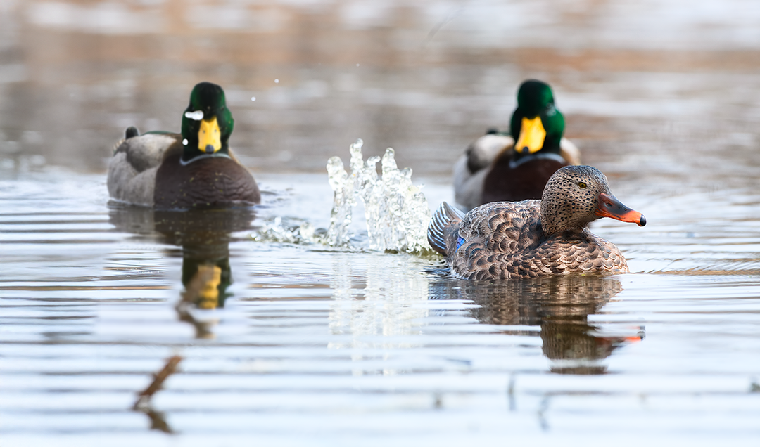 Lucky HDi Super Swimmer 2.0 MAX - Hen Mallard