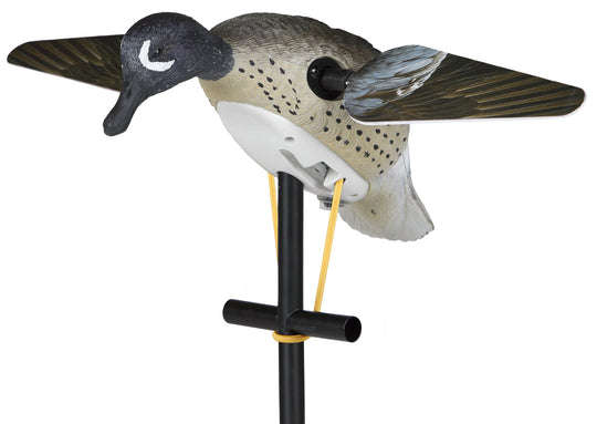 Lucky Blue Wing Teal HD
