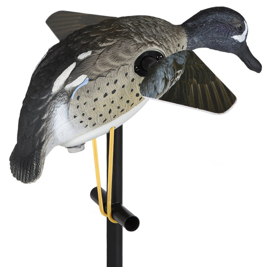 Lucky Blue Wing Teal HD