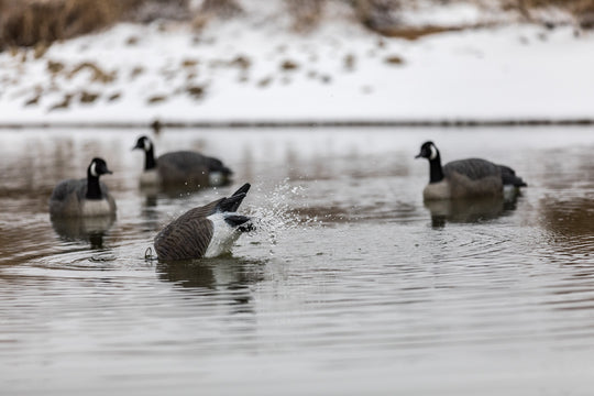 Lucky HDi Agitator 2.0 - Canada Goose