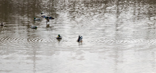Quiver Duck Butt HD
