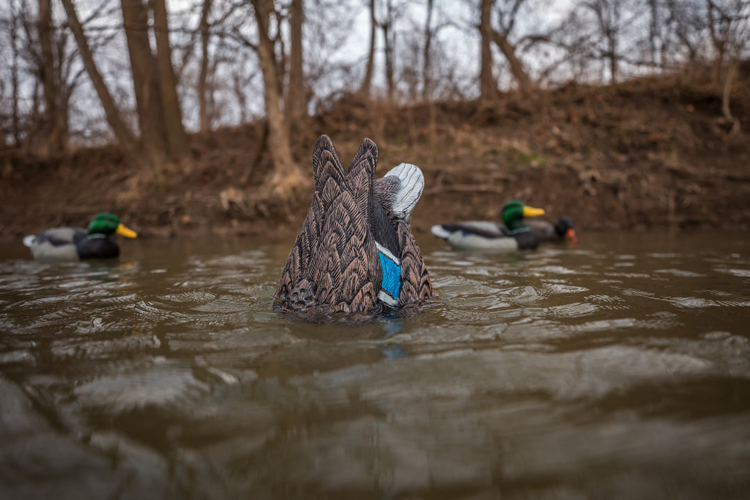 Quiver Duck Butt HD - Hen Mallard