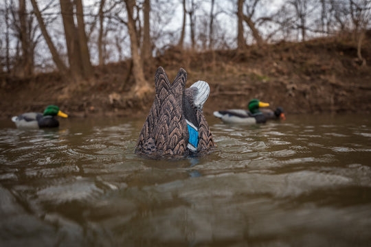 Quiver Duck Butt HD - Hen Mallard