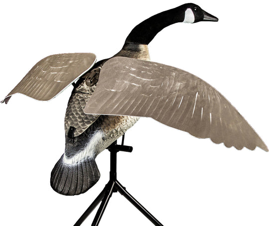 Lucky Flapper Canada Goose