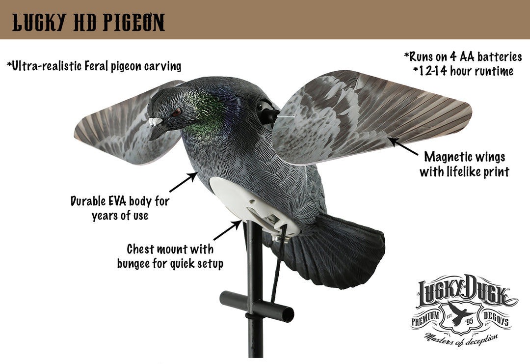 Lucky HD Pigeon