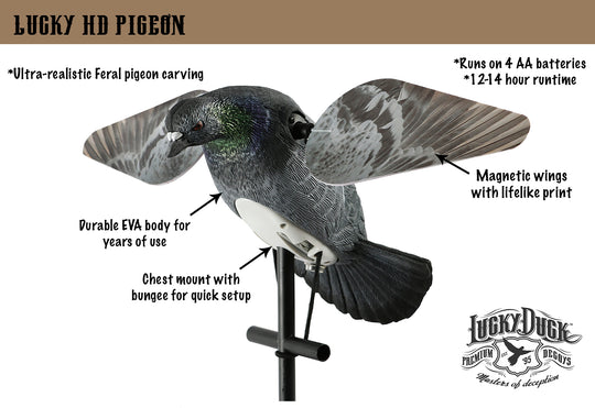 Lucky HD Pigeon