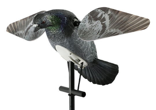 Lucky HD Pigeon