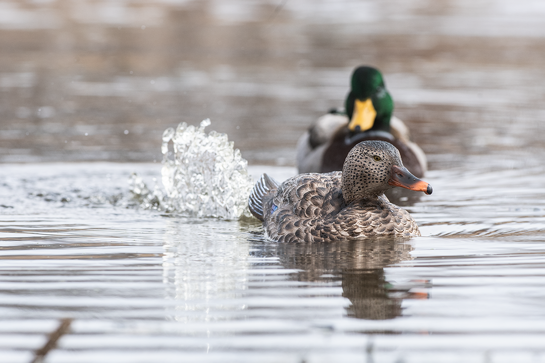 Lucky HDi Super Swimmer 2.0 MAX - Hen Mallard