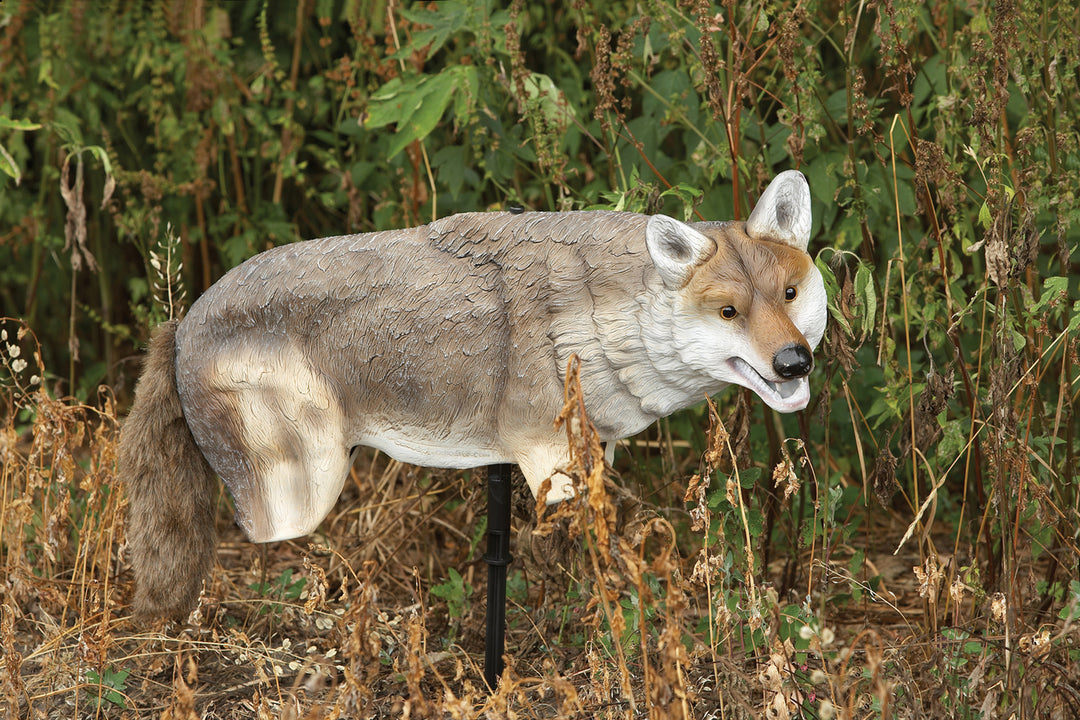 Yote Coyote