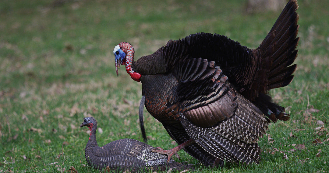 Lucky HD Collapsible Hen